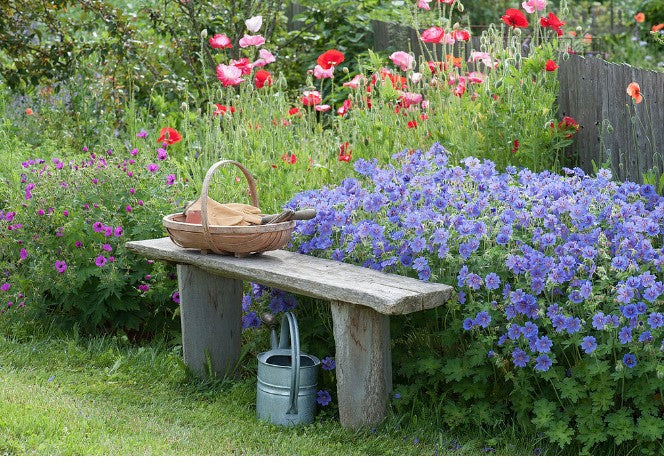 Geranium Magnificum rosemoor
