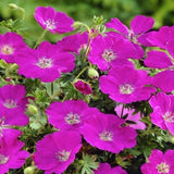 Geranium Sanguineum Max Frei