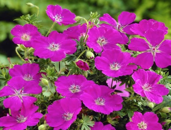 Geranium Sanguineum Max Frei