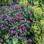 Geranium Sanguineum Max Frei