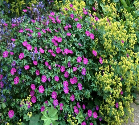 Geranium Sanguineum Max Frei