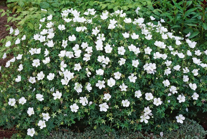Geranium Sanguineum Album