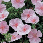Geranium Sanguineum Striatum
