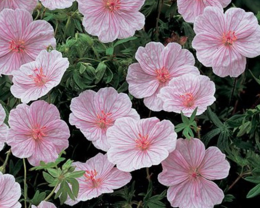 Geranium Sanguineum Striatum