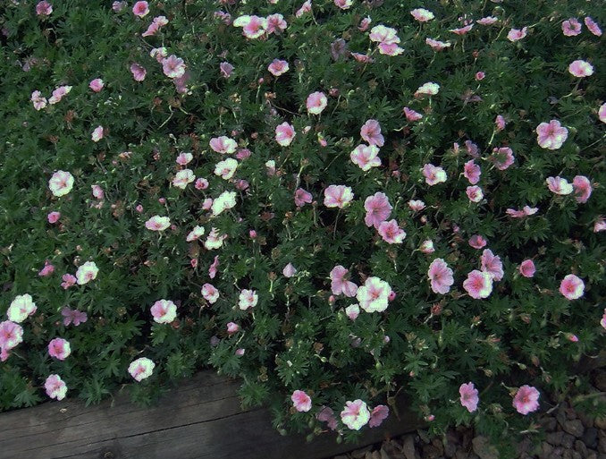 Geranium Sanguineum Striatum