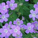 Geranium Sylvaticum Birch Lilac