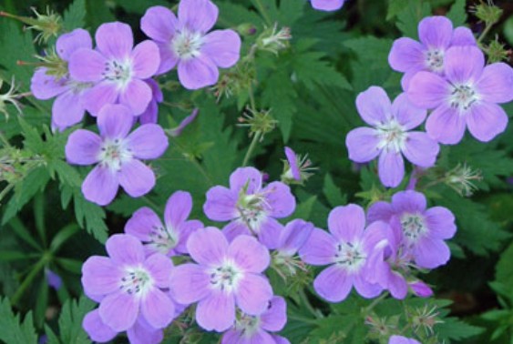 Geranium Sylvaticum Birch Lilac