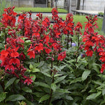 Lobelia Speciosa kompliment Scharlach