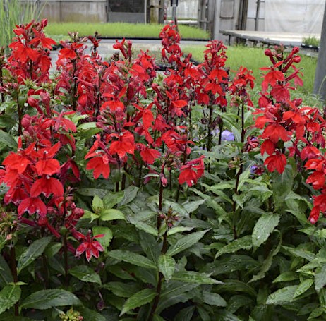 Lobelia Speciosa kompliment Scharlach