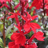 Lobelia Speciosa kompliment Scharlach