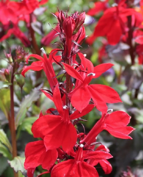 Lobelia Speciosa kompliment Scharlach