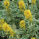 Lysimachia Punctata Alexander