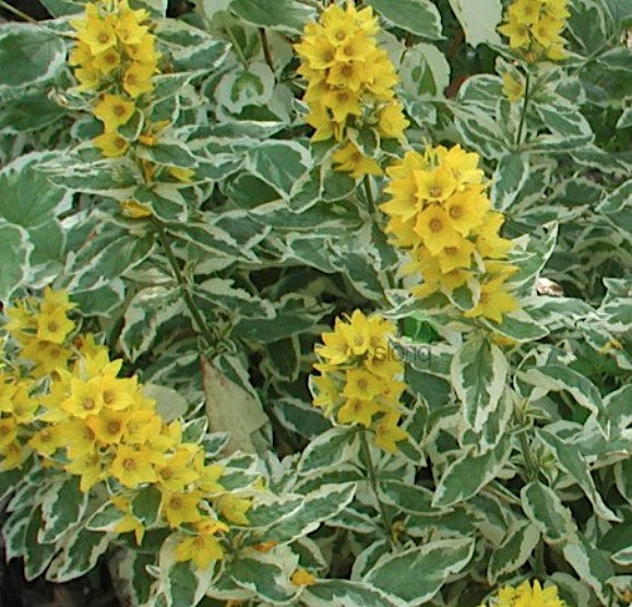 Lysimachia Punctata Alexander