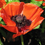 Papaver Orientale Brillant