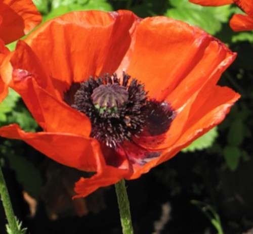 Papaver Orientale Brillant