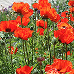 Papaver Orientale Brillant