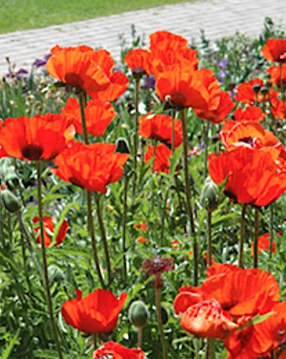 Papaver Orientale Brillant