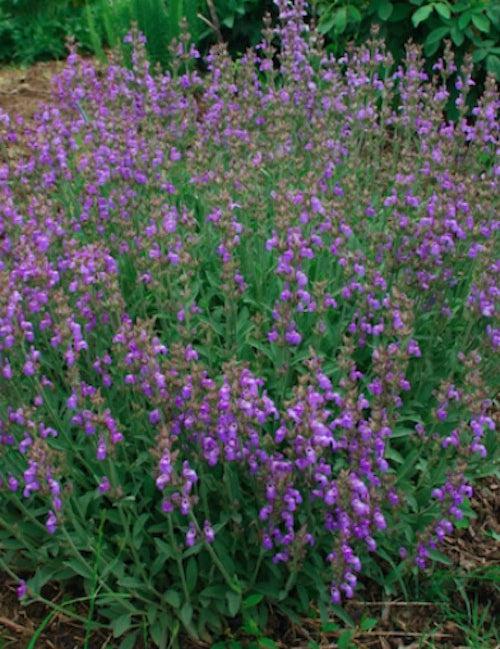 Salvia Lavandulifolia