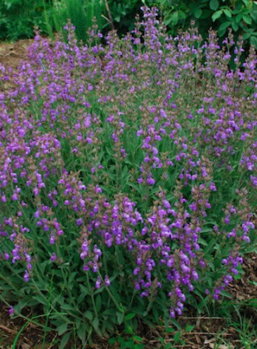 Salvia Lavandulifolia