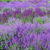 Salvia Nemorosa Caradonna v. 9