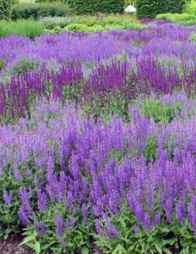 Salvia Nemorosa Caradonna v. 9