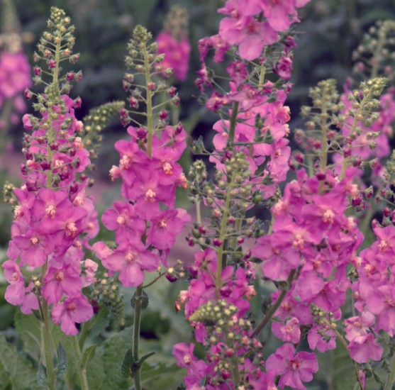 Verbascum Phoeniceum Rosetta