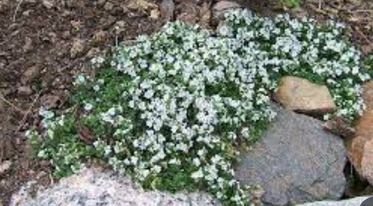 Veronica Repens alba