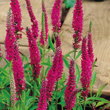 Veronica Spicata Rotfuchs