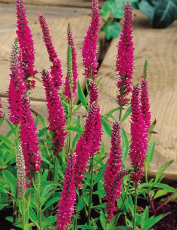 Veronica Spicata Rotfuchs
