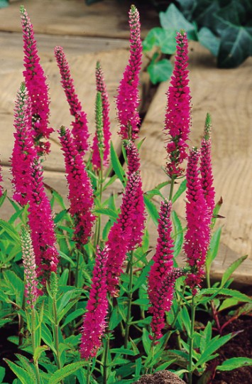 Veronica Spicata Rotfuchs