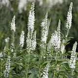 Veronica Spicata Snow pearl