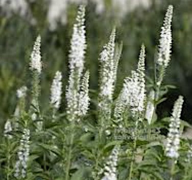 Veronica Spicata Snow pearl