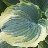 Hosta The King