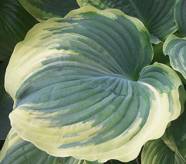 Hosta The King
