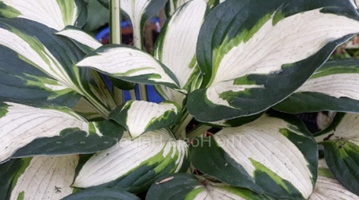 Hosta Vulcan