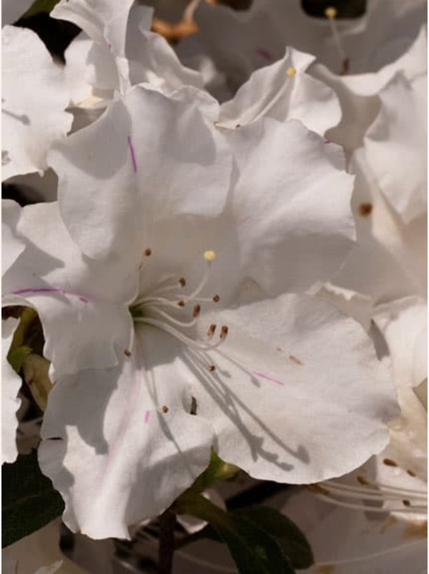 Azalea Encore Lily  (r) rifiorente vaso 26/28cm