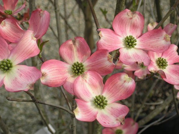 Cornus Florida Rubra