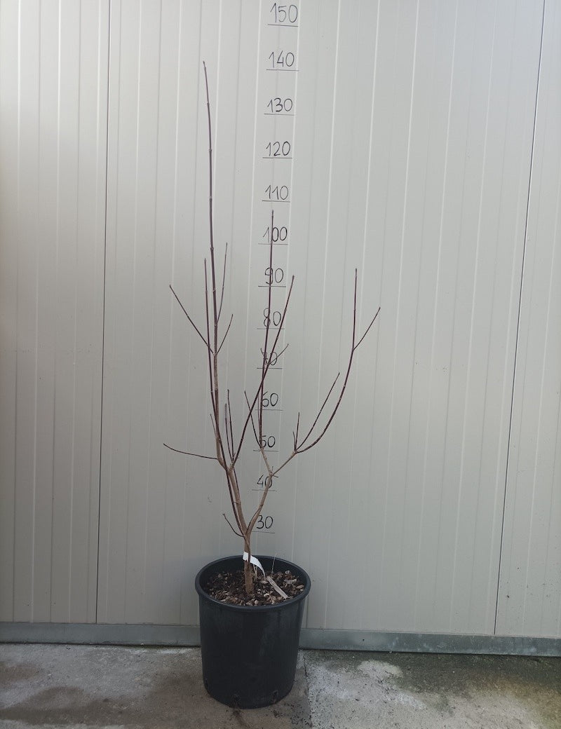 Cornus Florida Rubra vaso 24  (Disponibili fino a 4/5 M.)