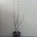 Cornus Florida Rubra vaso 24  (Disponibili fino a 4/5 M.)