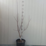 Cornus Florida Rubra vaso 24  (Disponibili fino a 4/5 M.)