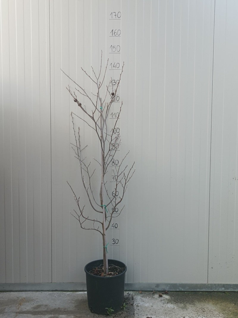 Stewartia Pseudocamellia koreana vaso la pianta in foto con vaso è quella che riceverai