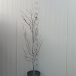 Stewartia Pseudocamellia koreana vaso la pianta in foto con vaso è quella che riceverai