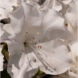 Azalea Encore Lily  (r) rifiorente vaso 20 cm