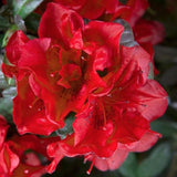 Azalea Ercore Bonfire vaso 20