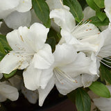 Azalea Ercore Ivory vaso 20