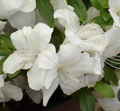Azalea Ercore Ivory vaso 20