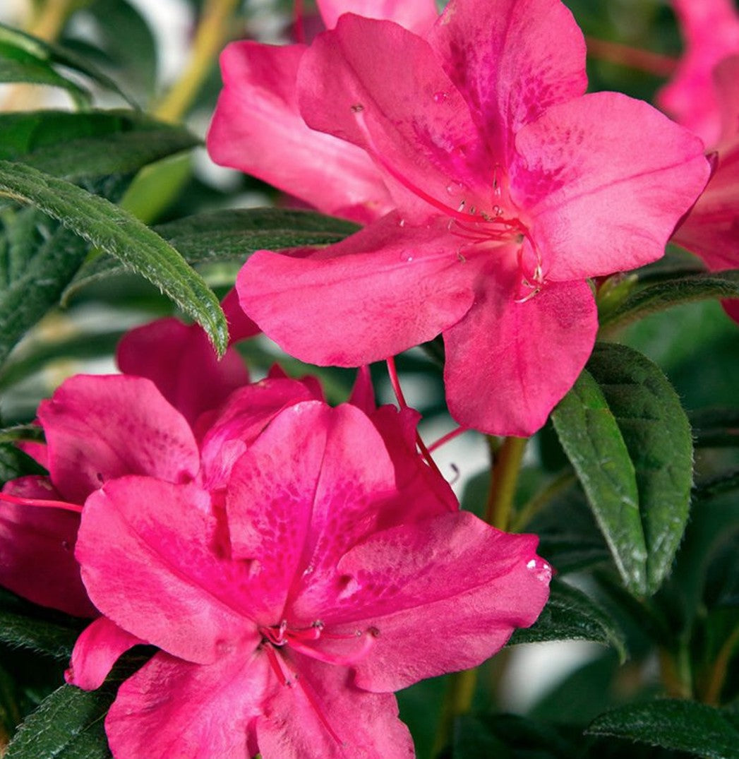 Azalea Ercore Jewel vaso 20