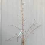 Chionanthus retusus cm.50/ 80