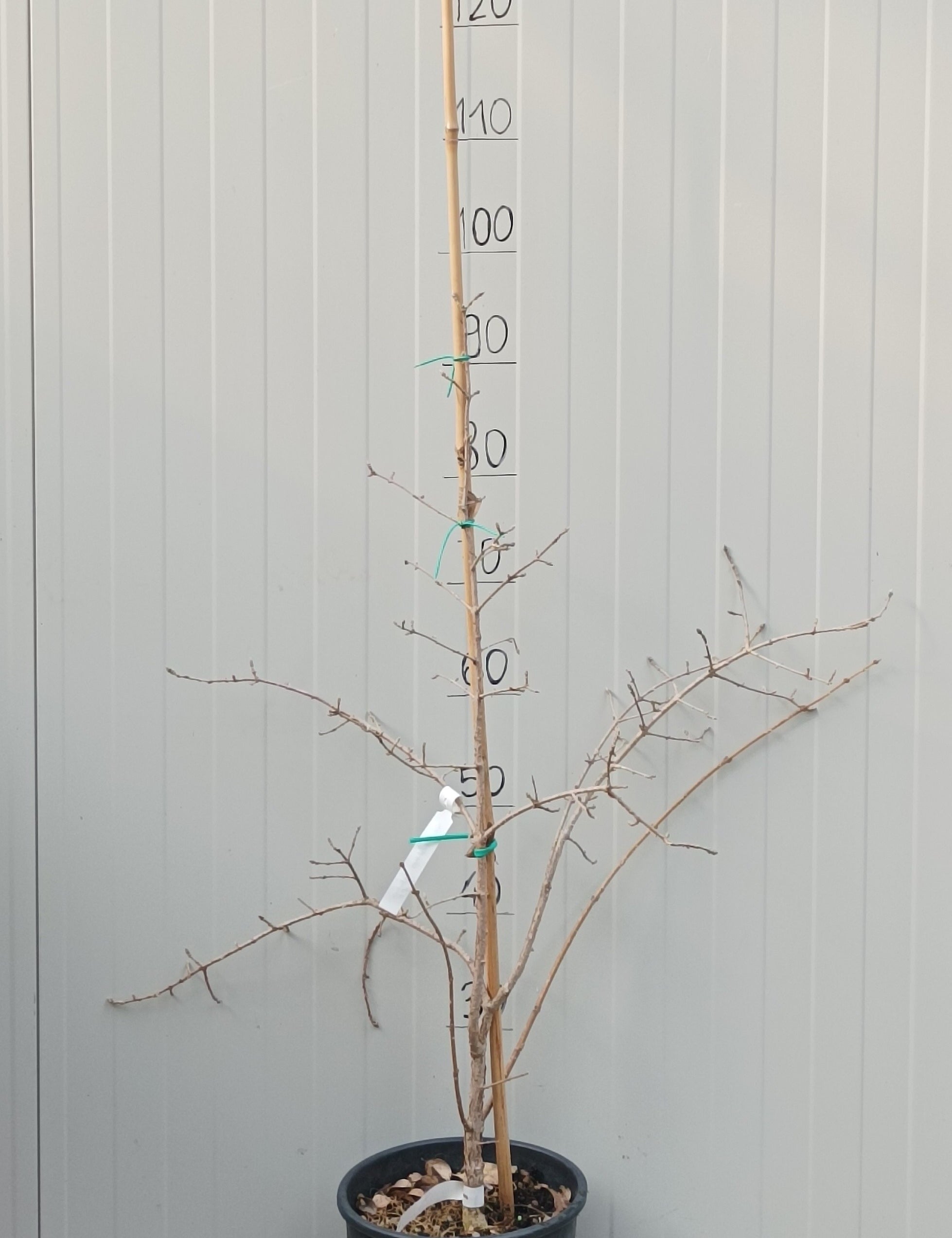 Chionanthus retusus cm.50/ 80