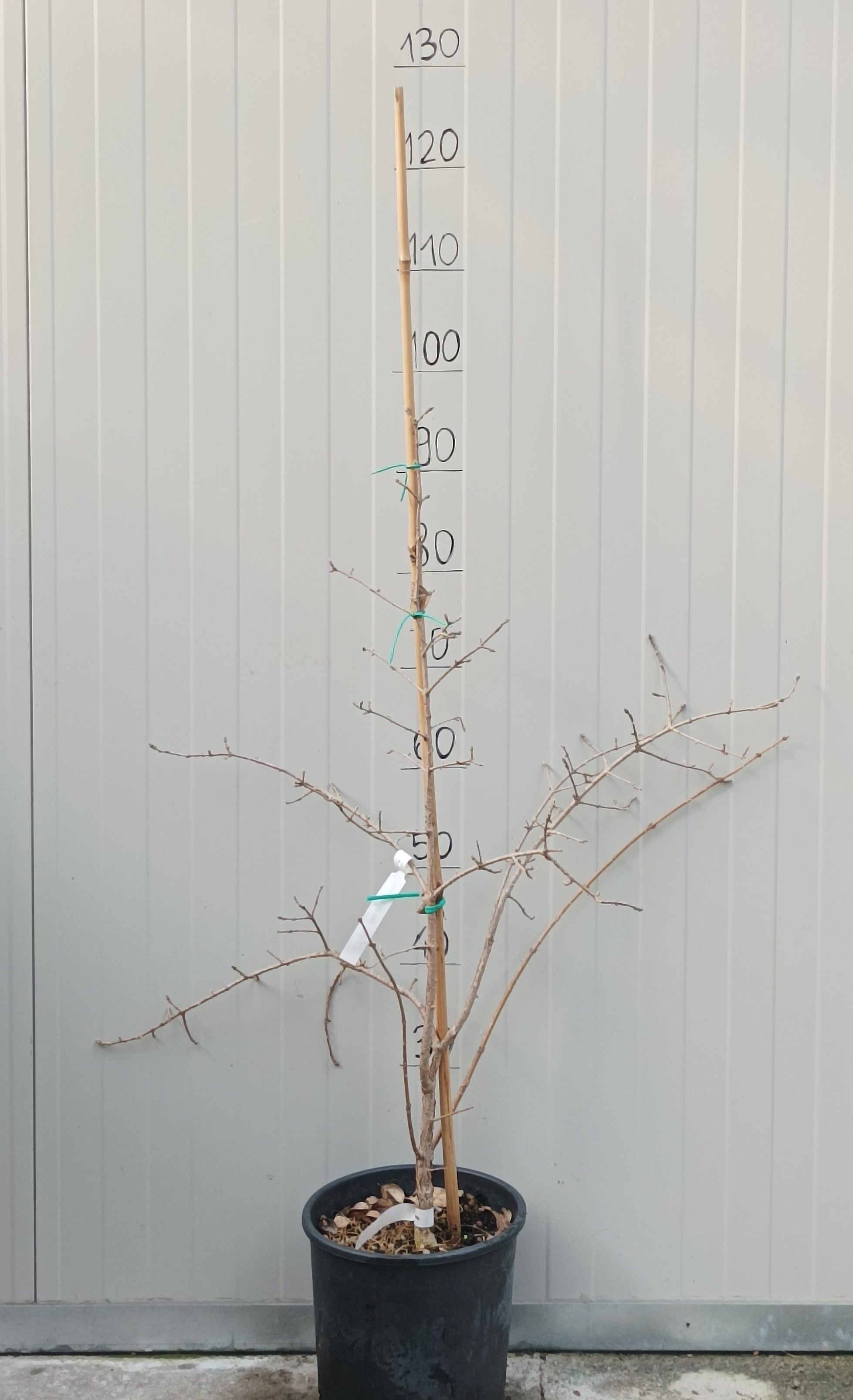 Chionanthus retusus cm.50/ 80
